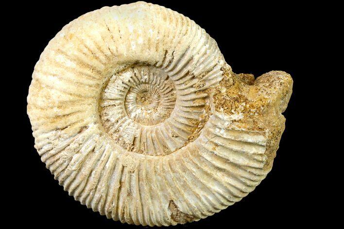 Jurassic Ammonite (Perisphinctes) Fossil - Madagascar #161731